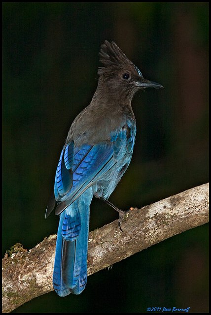 _1SB6189 stellers jay.jpg
